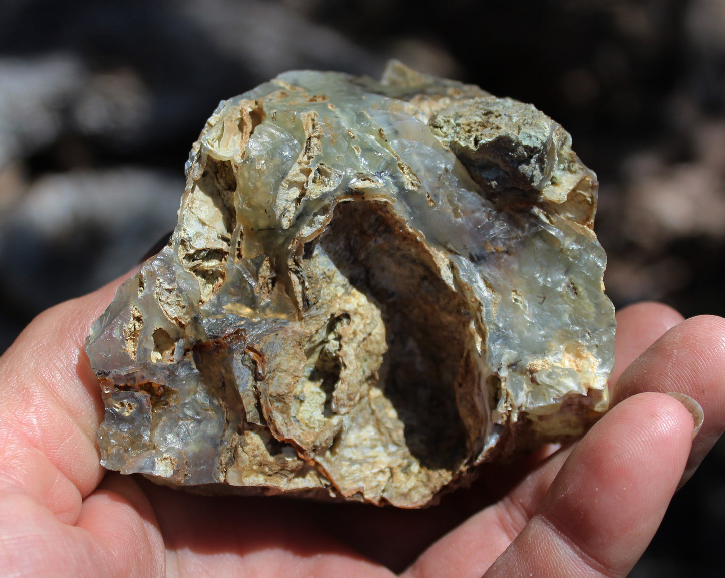 Mount Shasta Opal High Grade