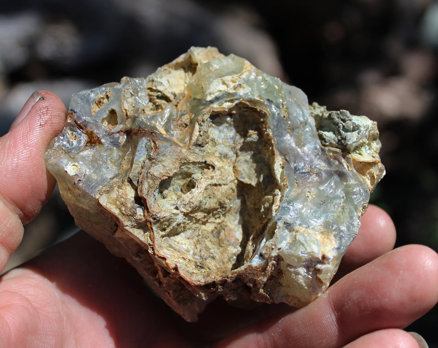 Mount Shasta Opal High Grade