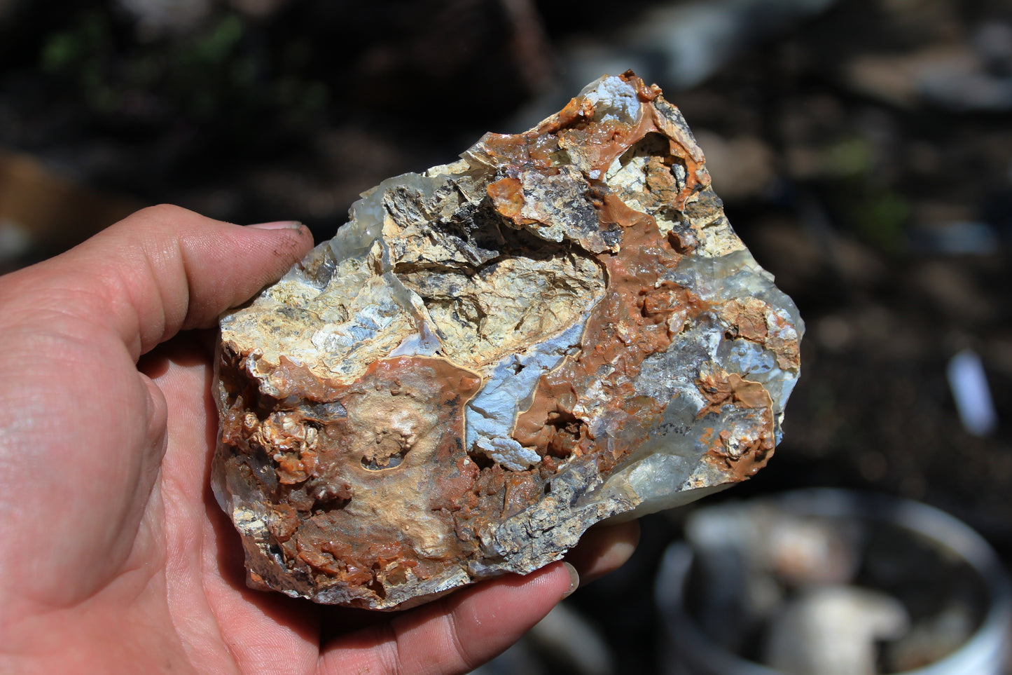 Mount Shasta Opal High Grade
