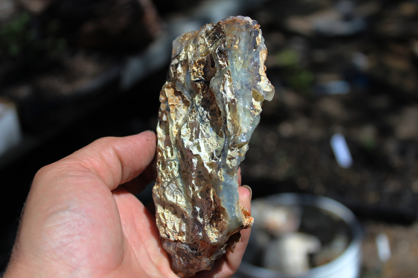 Mount Shasta Opal High Grade