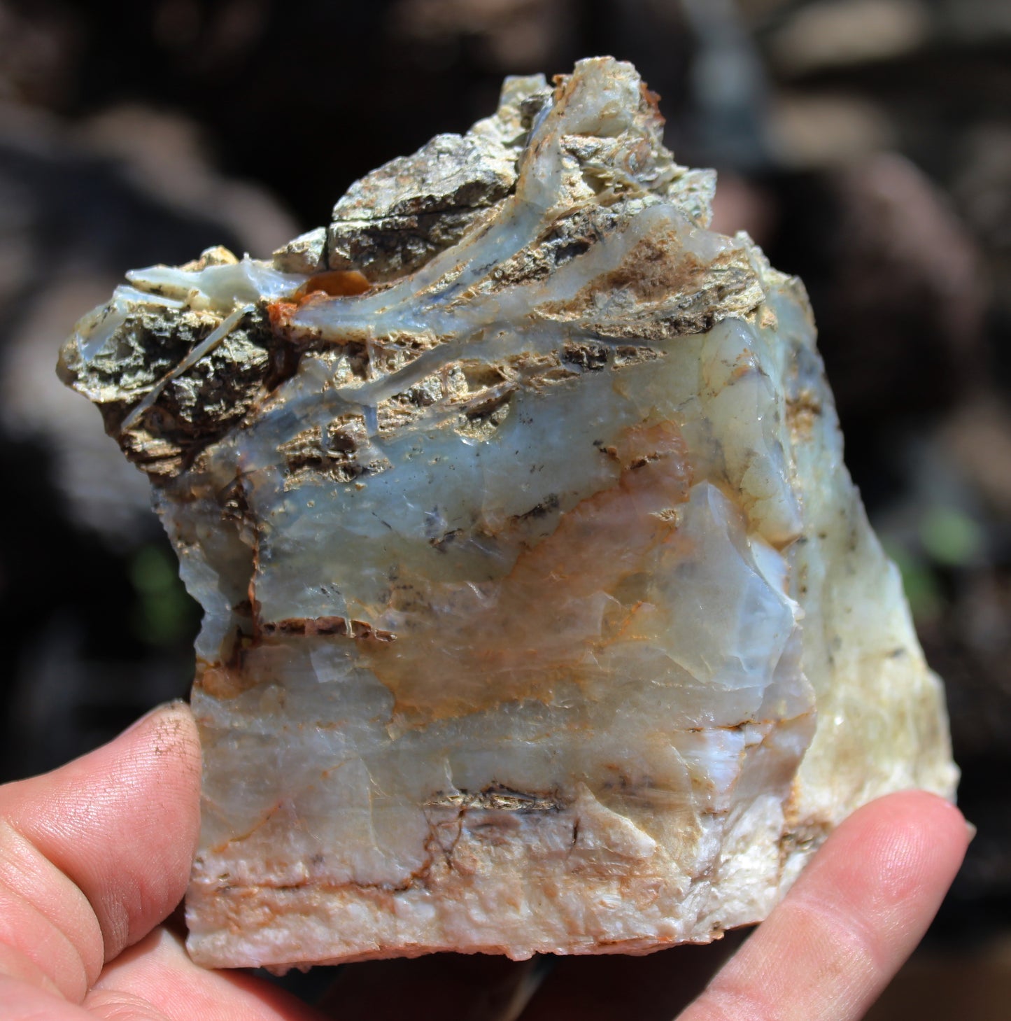 Mount Shasta Opal High Grade