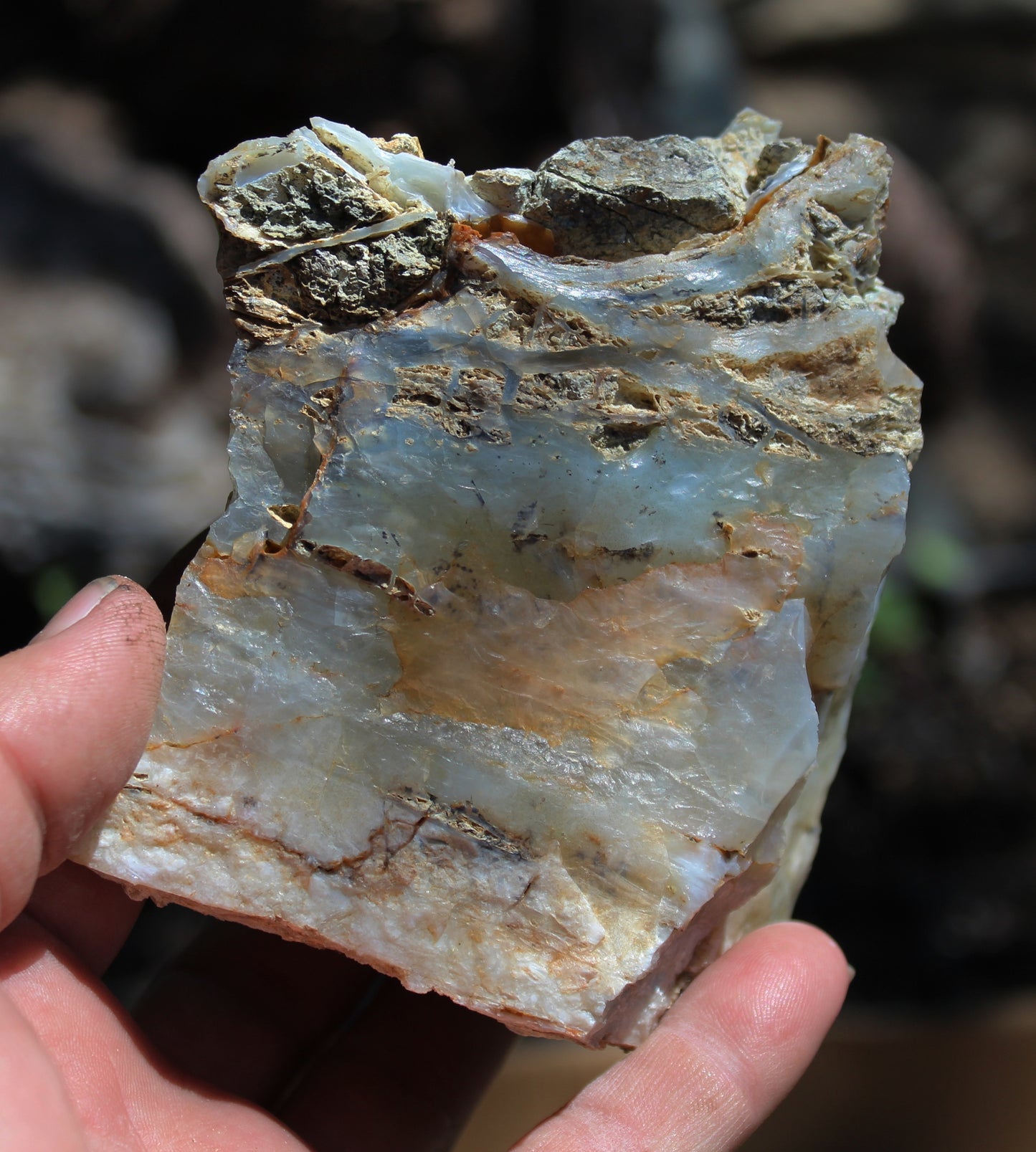 Mount Shasta Opal High Grade