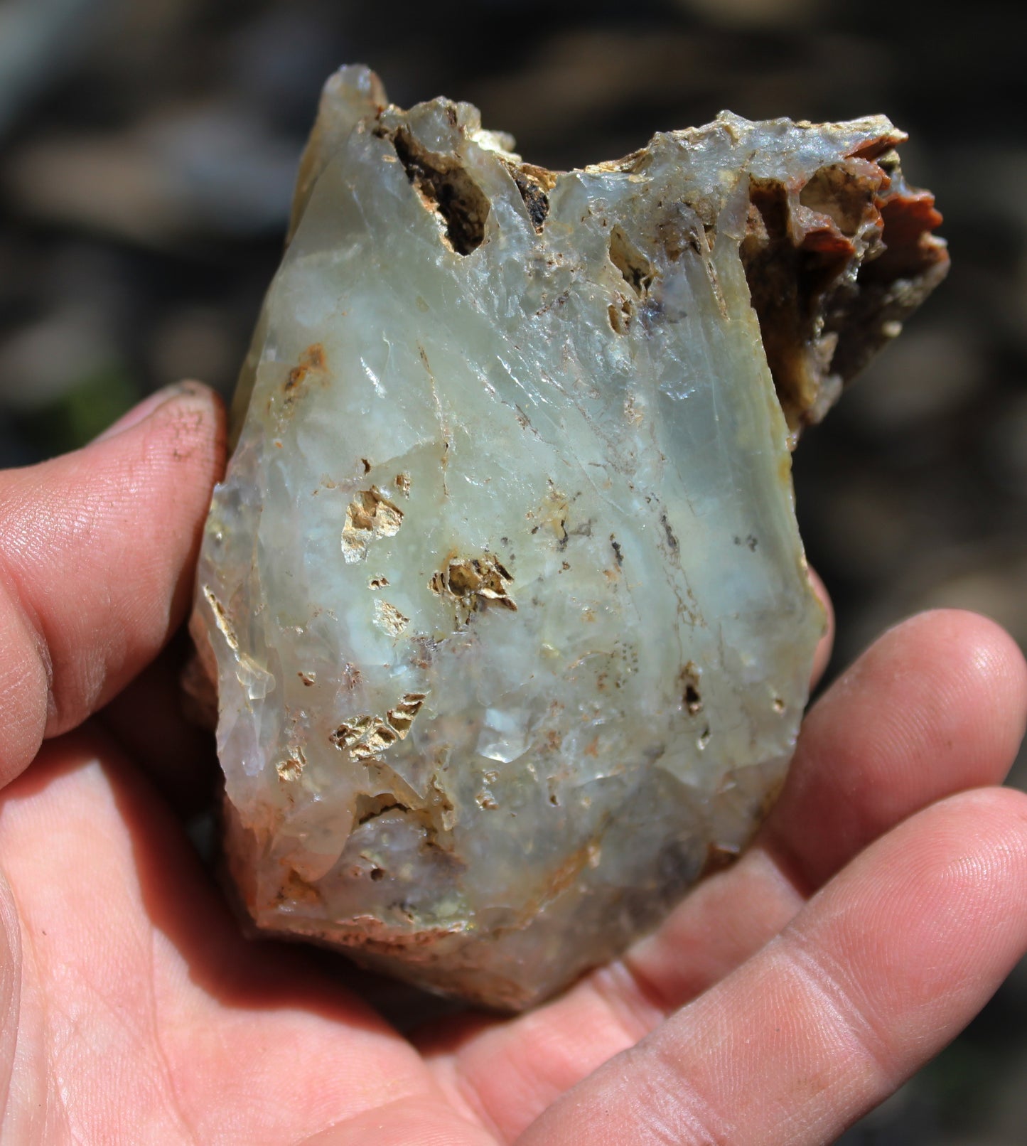 Mount Shasta Opal High Grade