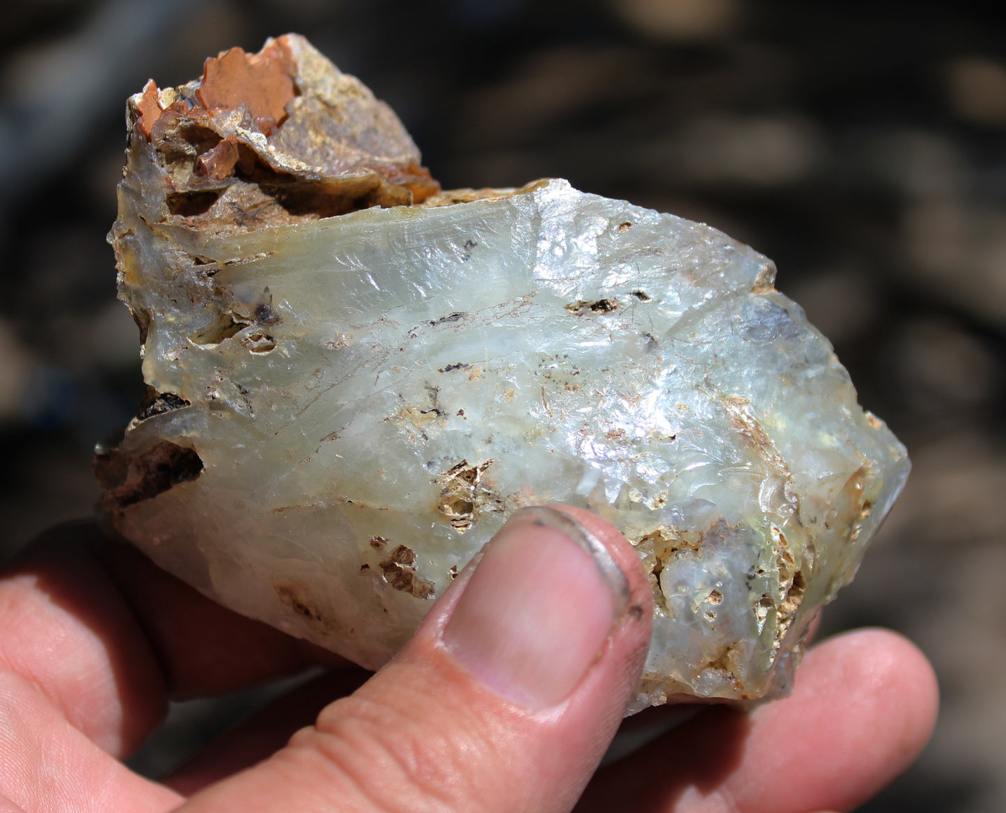 Mount Shasta Opal High Grade