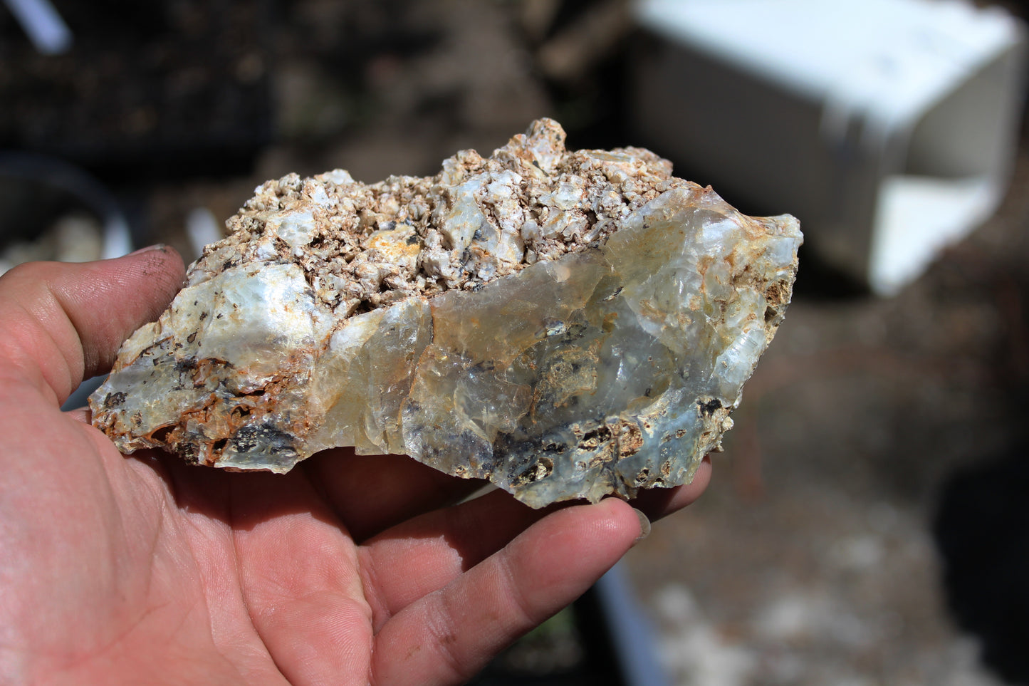 Mount Shasta Opal High Grade