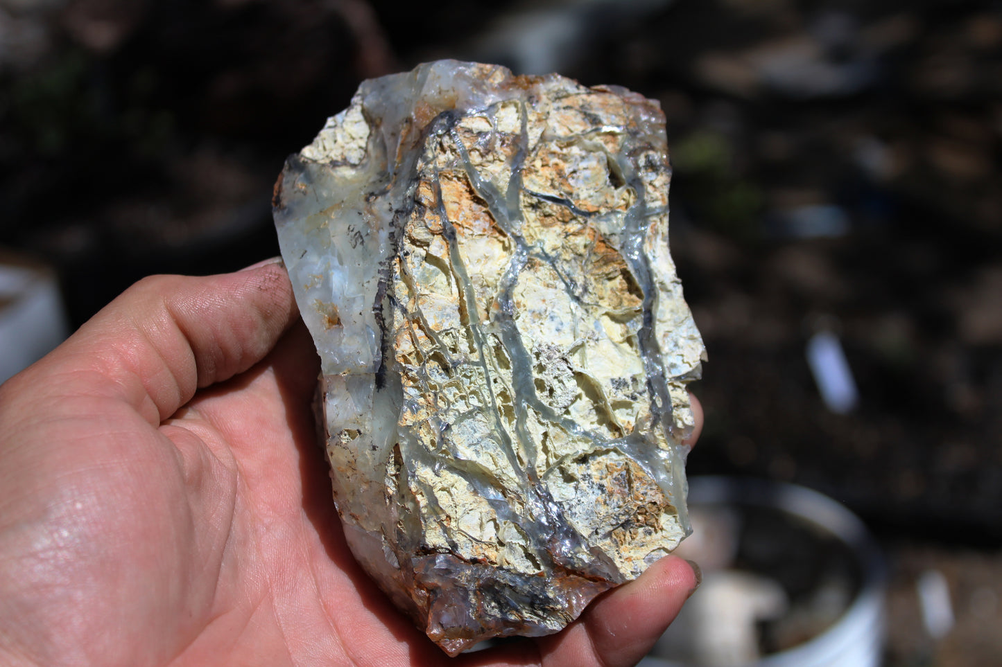 Mount Shasta Opal High Grade