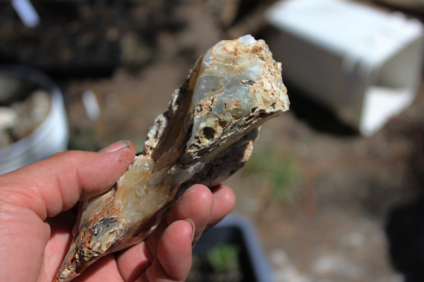 Mount Shasta Opal High Grade
