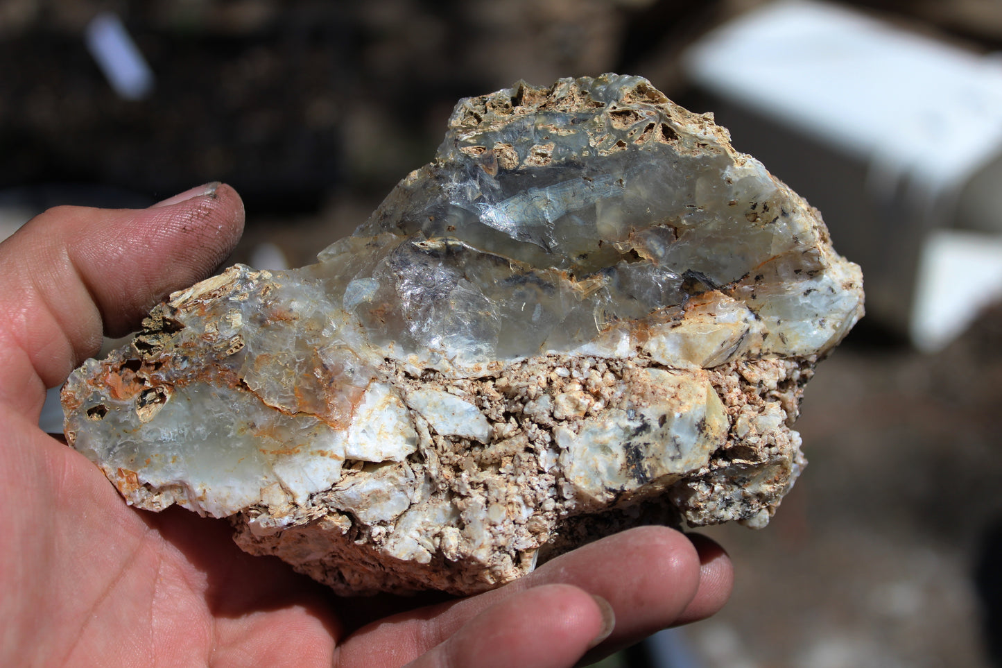 Mount Shasta Opal High Grade