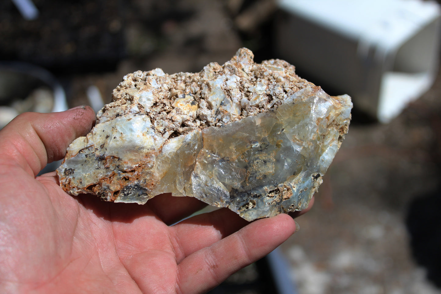 Mount Shasta Opal High Grade
